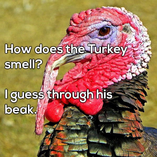 funny dad joke about Turkey