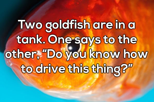 dad joke about gold fish in a tank