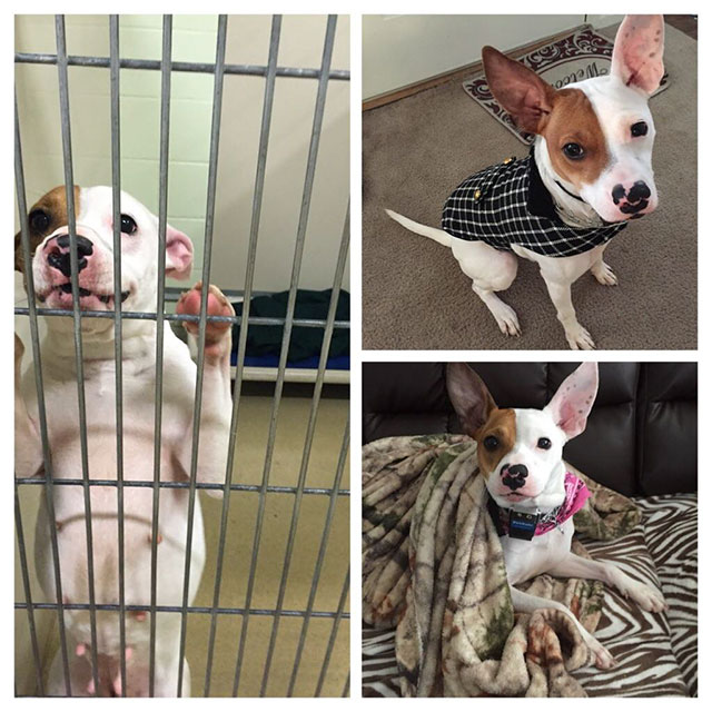 Awesome pics of a dog rescued and taken into a good home.