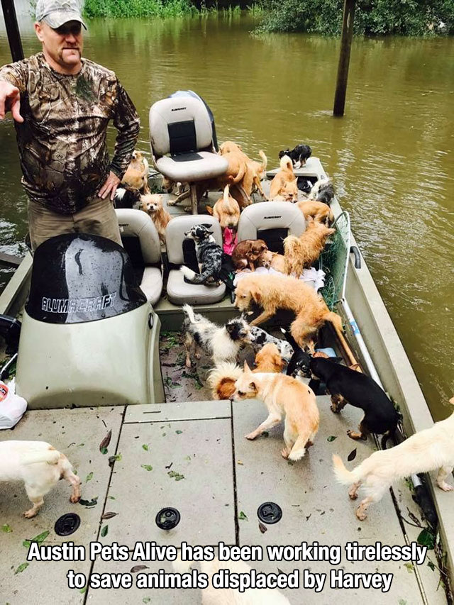 Boat that saved puppies and dogs from flooding after Hurricane Harvey
