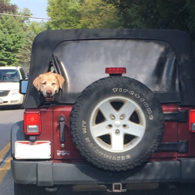 Cute do peeking out the back of a Jeep.
