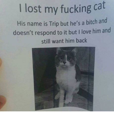 Funny sign for lost cat.