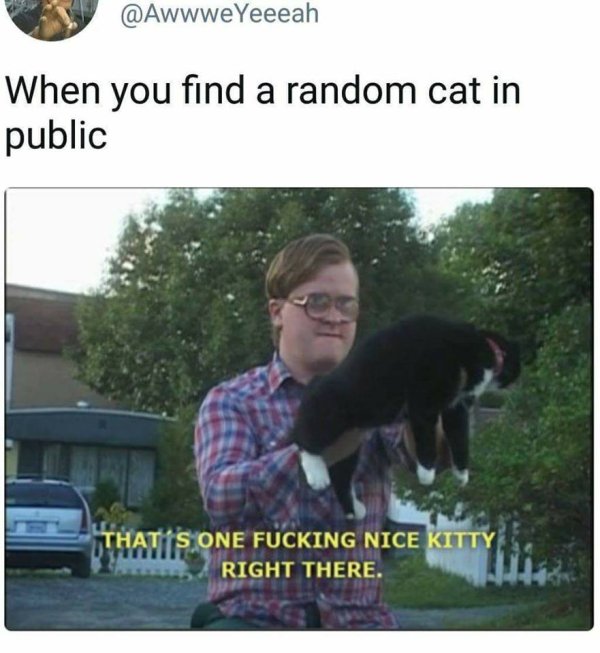 wholesome meme that's a fucking nice kitty right there - Yeeeah When you find a random cat in public That'S One Fucking Nice Kitty Right There.