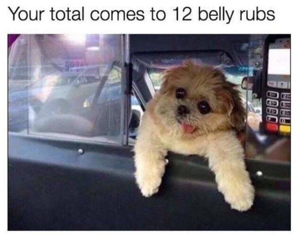 wholesome meme your total comes to 12 belly rubs - Your total comes to 12 belly rubs