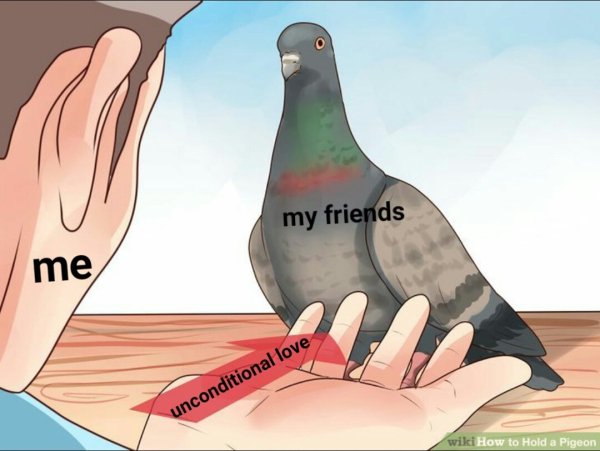 wholesome meme good wholesome memes - my friends me unconditional love wiki How to Hold a Pigeon