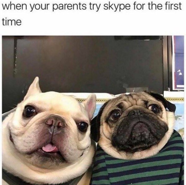 wholesome meme funny dog memes - when your parents try skype for the first time