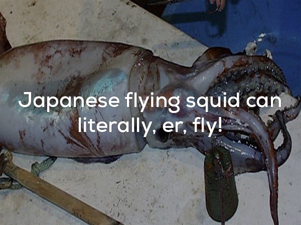 Fun fact: The Japanese flying squid can really fly.