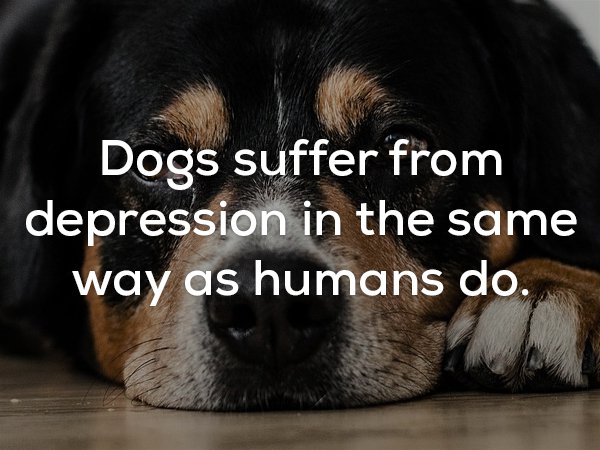 Fun fact that dogs suffer depression in the same way humans do, not really that fun of a fact.