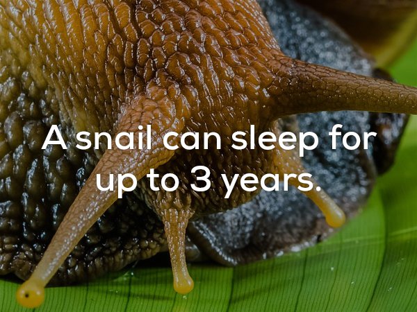 fun fact about how snails can sleep for up to 3 years.