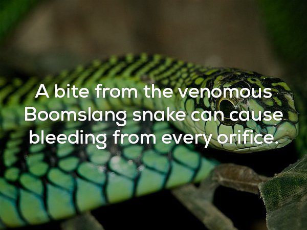 Fun fact about how the Boomslang snake has venom that causes you to bleed from every orifice.