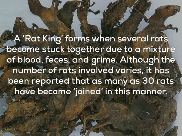 Strange and true fact about how a Rat King forms