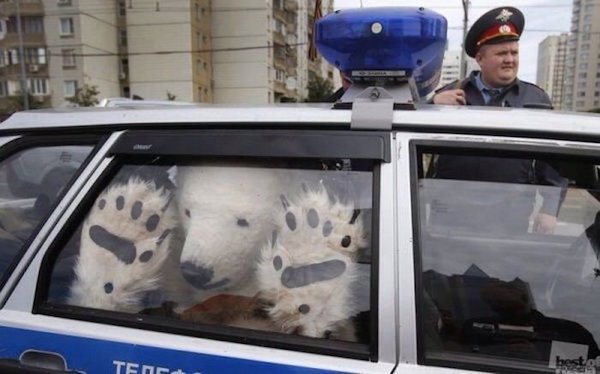 Large bear stuffed into the back of a police car in Russia