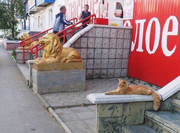 Russian cat poses like the golden lion he is next to.