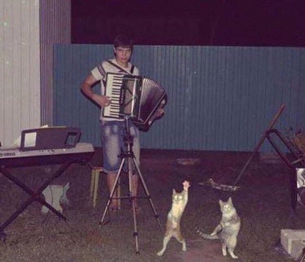 Russian man playing the accordion and cats dancing to it.