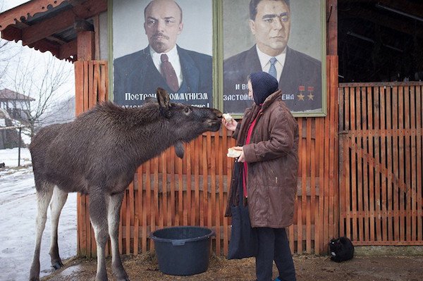 Woman with headscarf feeding a moose in front of 2 typical Russian propaganda posters.