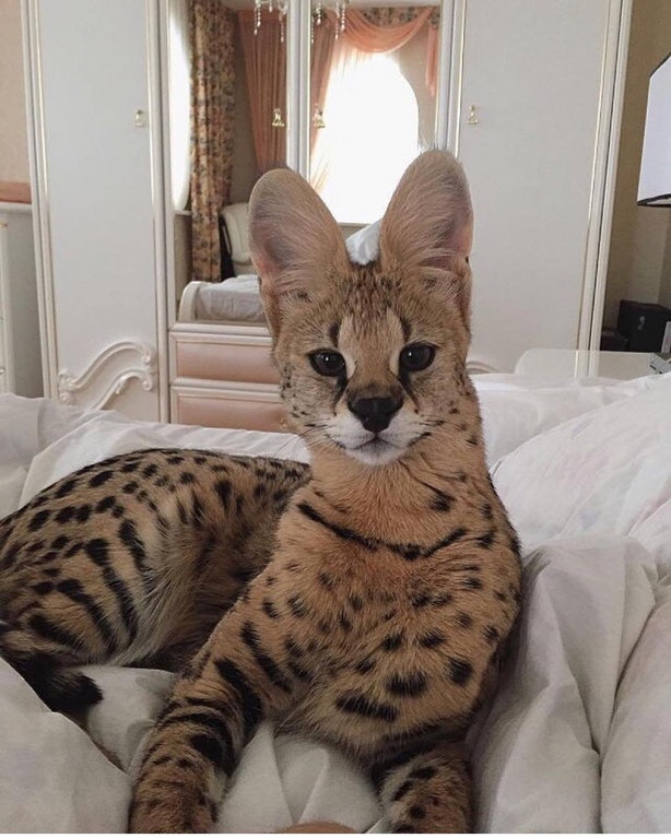 This is a Serval (a 30lb cat from Africa that mostly eats rodents and birds). They can jump 10 feet vertically to catch flying birds.