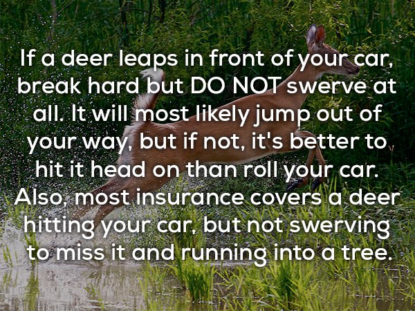 Very useful fact about what to do if a deer leaps in front of your car.