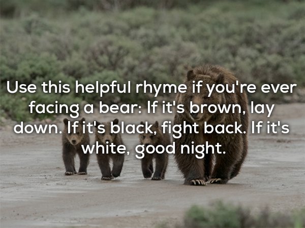 What to do if you come across a bear in the wild, if it is brown, or black, or white.