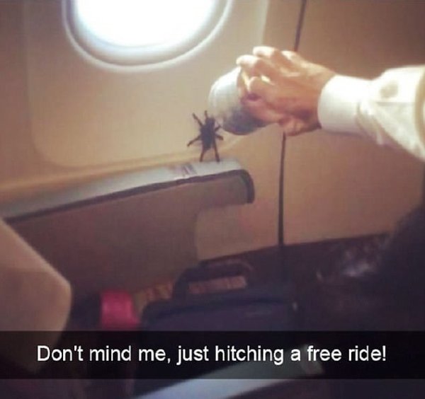 most incredible photos taken in planes - Don't mind me, just hitching a free ride!