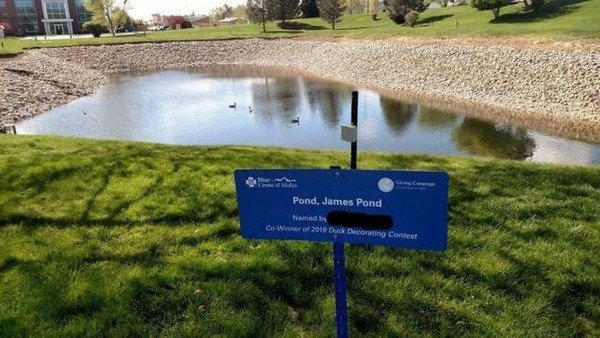 james pond the pond - Pond, James Pond Ce Winner of 2016 Duck Decorating Contest