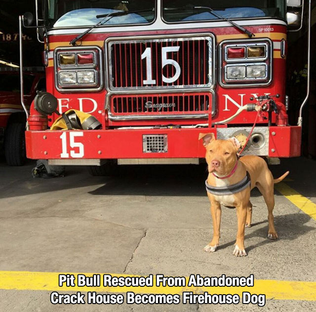 car - 01150 Pit Bull Rescued From Abandoned Crack House Becomes Firehouse Dog