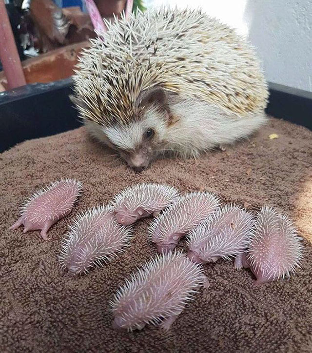 newborn hedgehog