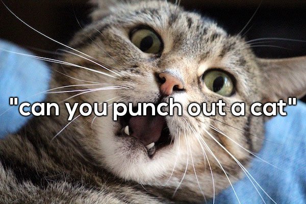 cat annoyed - "can you punch out a cat"