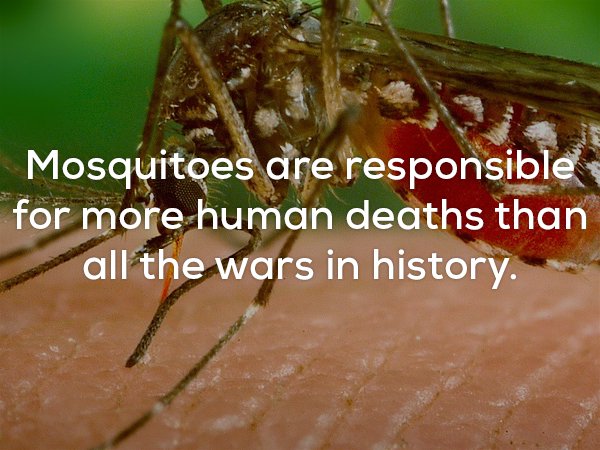 Creepy fact that mosquitoes are responsible for more deaths than all wars in history.