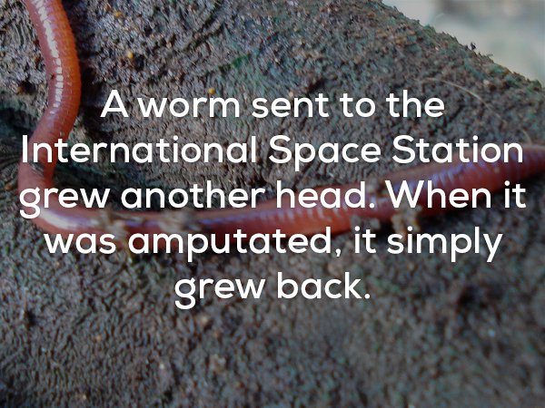 Creepy fact about worms sent to the international space station