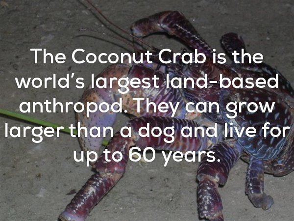 Creepy coconut crab facts