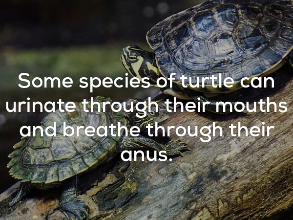 Creepy fact about turtles and how some species can breathe through their anus and urniate via their mouths.