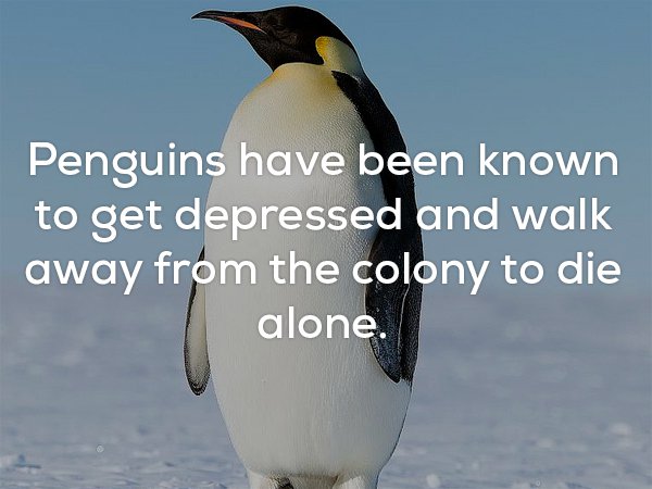 Creepy fact about how Penguins are known to get depressed, and walk away from the colony to die alone.