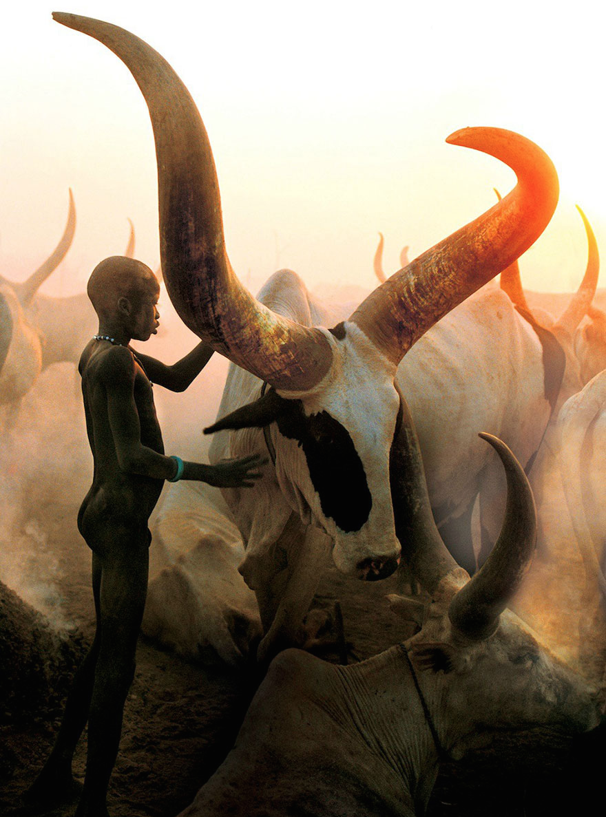 Ankole-Watusi cattle