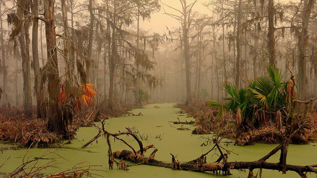 Majestic AF pic of a Louisiana Swamp