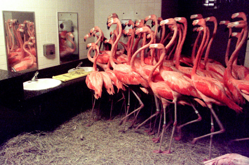 Flamingos shelters in men's room at zoo during hurricane.