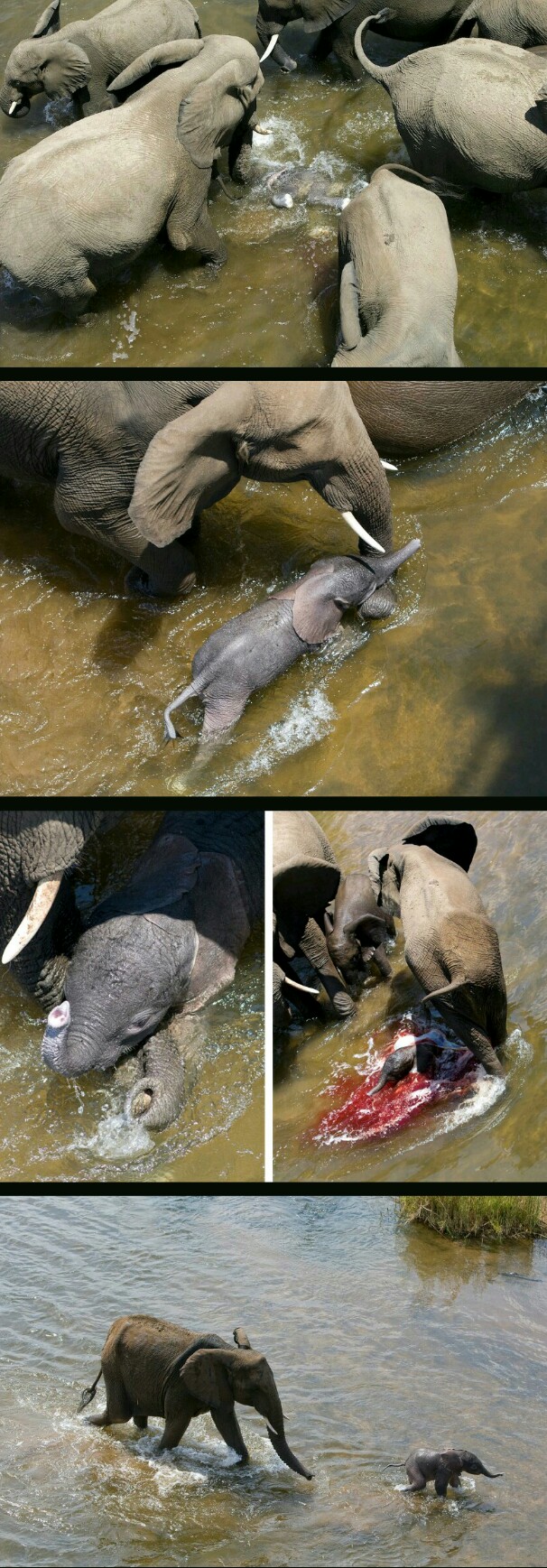 Elephant giving birth in water and the herd protects it all from the alligators