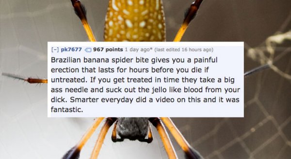 Brazilian spider that has a bite which causes human's to have deadly erection