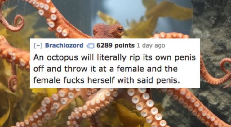 Fun fact about octopus procreation in which the male rips off his penis and throws it at the female.