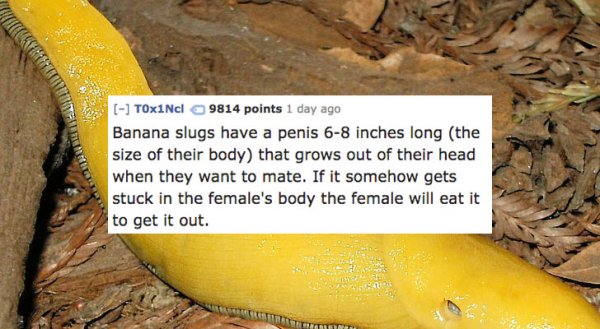 Banana slugs have body sized penises