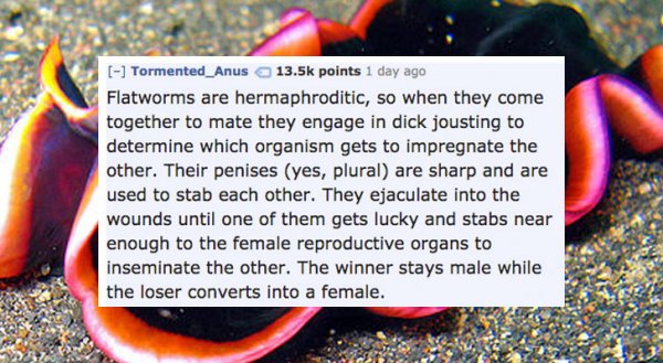 Fun fact about mating rituals of flatworms