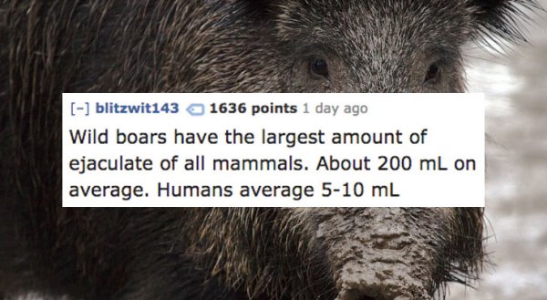 Fun fact about wild boars
