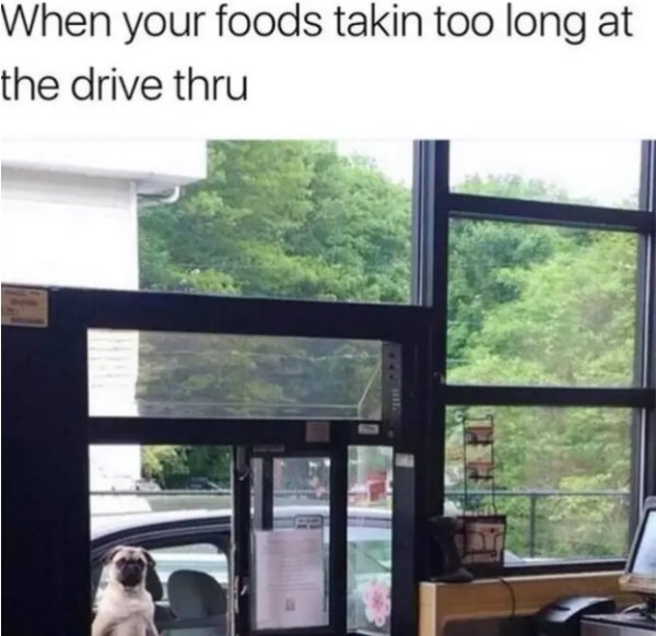 Impatient pug meme about when the food taking too long at the drive thru.