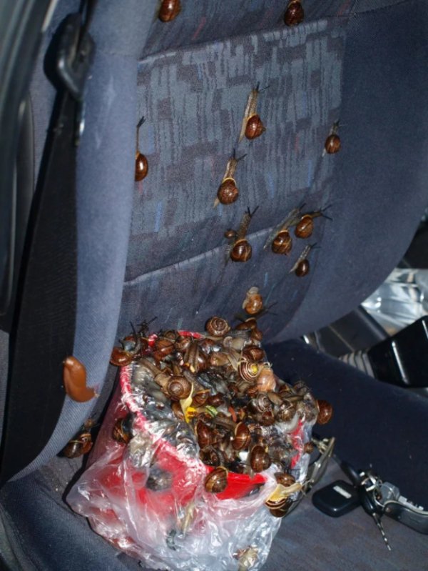 snails in car