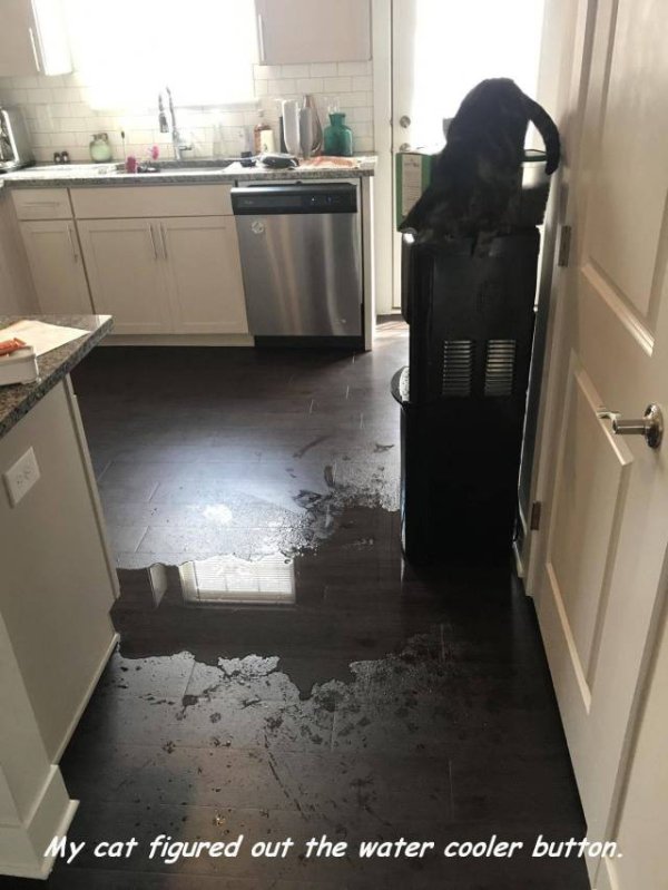 floor - My cat figured out the water cooler button.