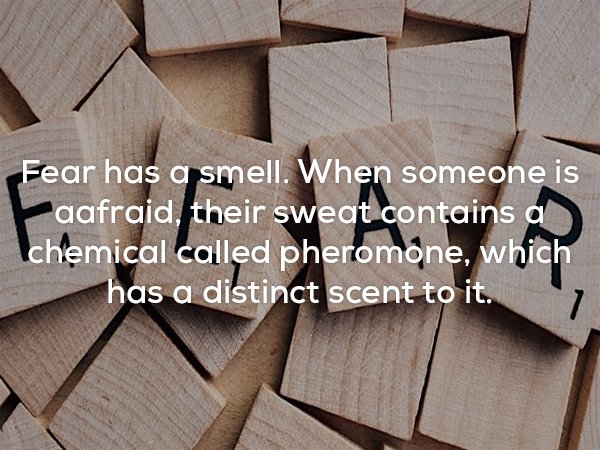 Fear - Fear has a smell. When someone is aafraid, their sweat contains al chemical called pheromone, which has a distinct scent to it. ,