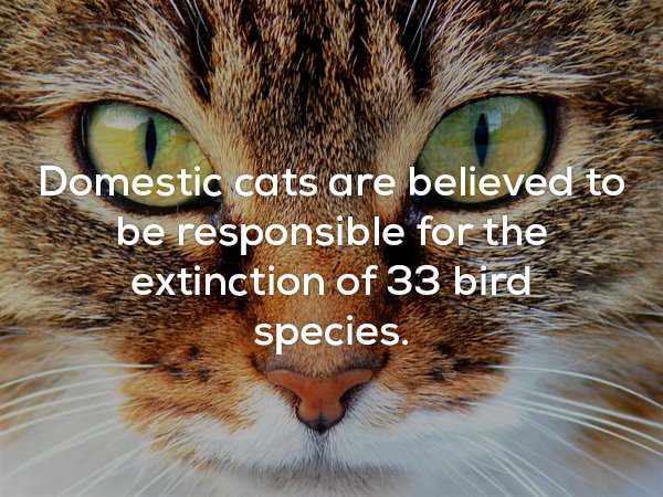Domestic cats are believed to be responsible for the _extinction of 33 bird species.