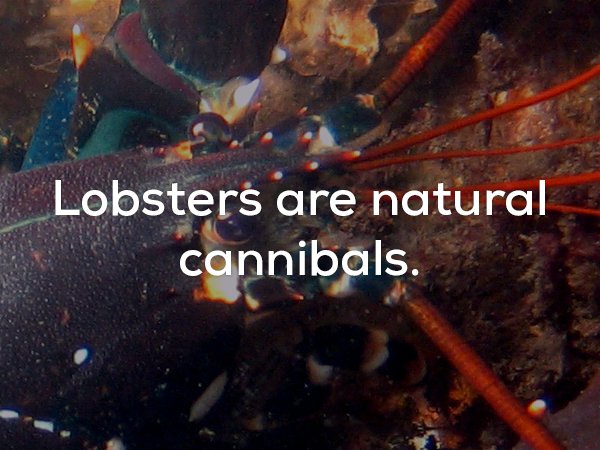 marine biology - Lobsters are natural cannibals.