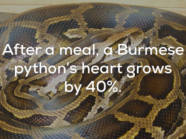 Burmese python - After a meal, a Burmese python's heart grows by 40%.