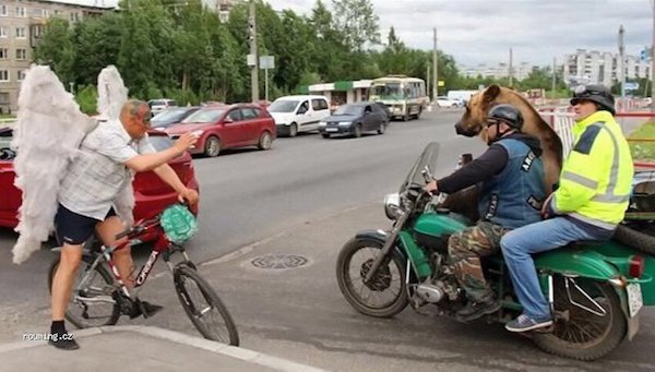 Men on a motorcycle with a bear pass a man on a bicycle with angel wings.