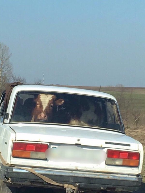 Russian vehicle with cow in the back